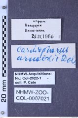 Etiketten zu Cardiophorus neoarnoldi (Platia & Gudenzi, 1999) (NHMW-ZOO-COL-0007021)